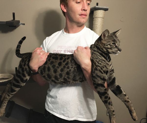 Arcturus and Cygnus: Fire Killed Two Record-Holding Cats in November