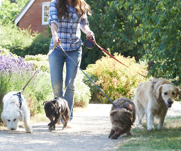 Amy Woldrich: Dog Walking App Pays $1,000 a Week While Traveling