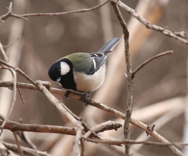 Bird Calls Syntax: Study Reveals Complex Communication