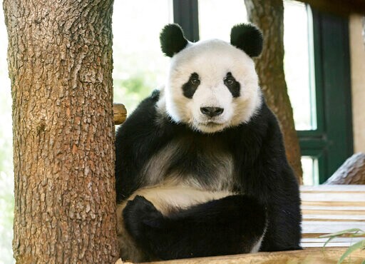 Vienna Zoo Gets Male Panda as Partner for Longtime Resident