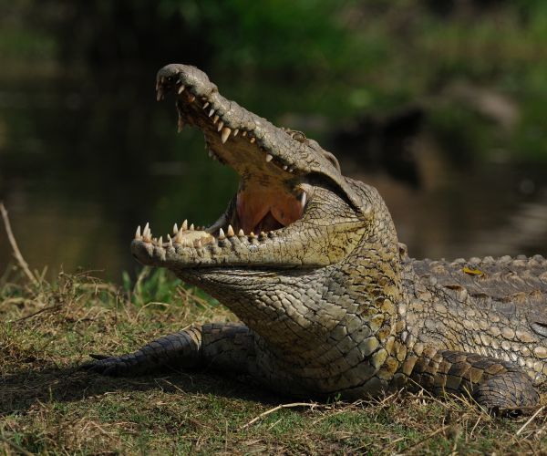Crocodile Kills Tourist: Russian Man Likely Mauled While Diving in Indonesia