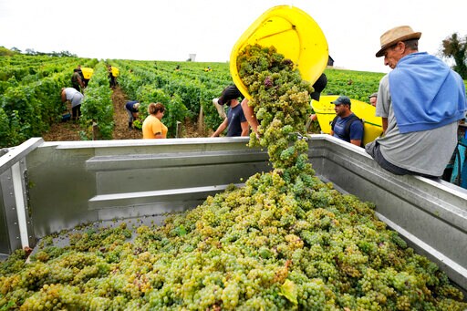 Drought Forces Earliest Harvest Ever in French Wine Country