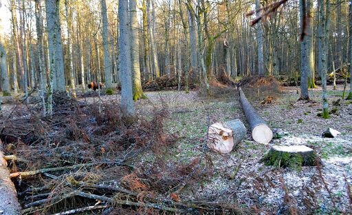 Poland Faces Deadline to Stop Over-logging in Ancient Forest
