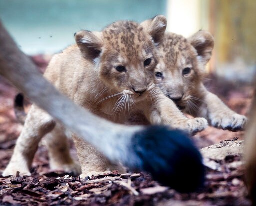 Frankfurt Zoo Shows off Lion Triplets, 1st Cubs in 15 Years