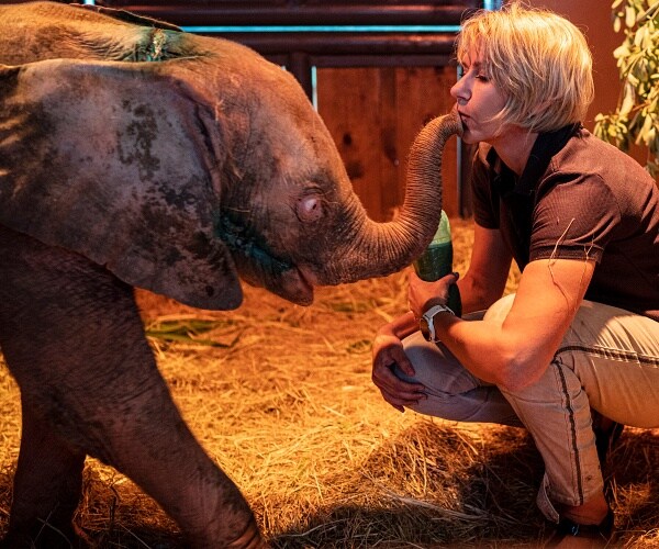 woman plays with baby albino elephant