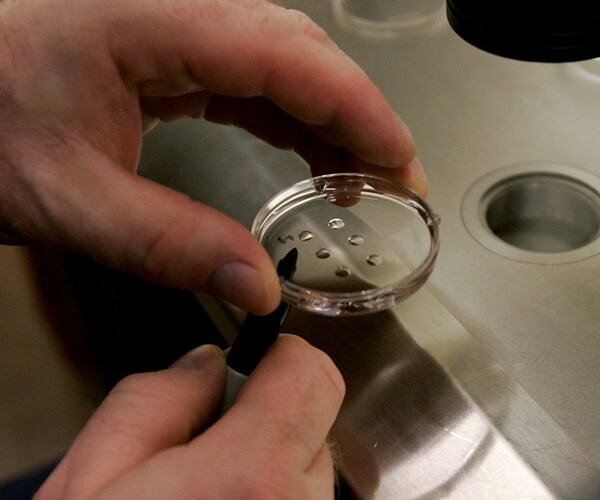 Researchers Grow Sheep Embryos Containing Human Cells