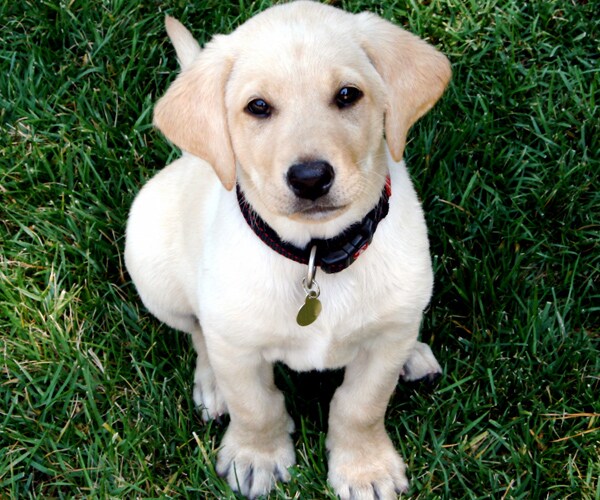 Overdosed Puppy Saved by Opioid Reversal Drug