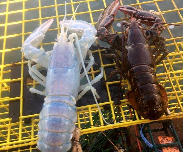 Translucent Lobster in Maine Clearly a Survivor