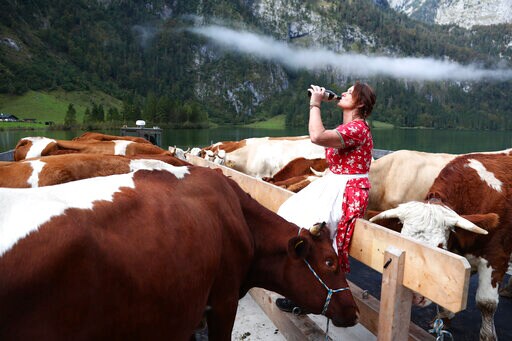 Pandemic Spells Quieter Return from Alps for Bavarian Cows