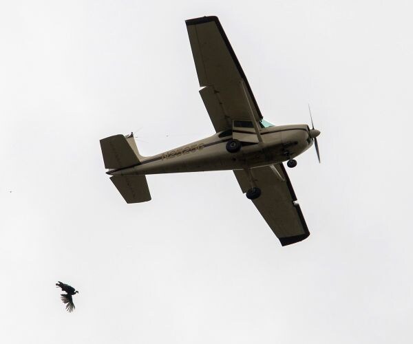 Pilot Drops Turkeys in Arkansas: FAA Probes Annual Event