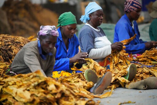 Zimbabwe's Tobacco Rebounds amid Worries over Health, Labor
