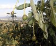US Suspends Avocado Imports From Mexican State