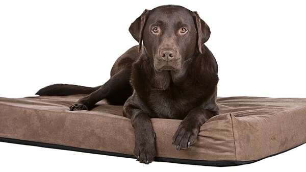 Dog Pet Bed: 5 Different Kinds of Beds for Your Furry Friend