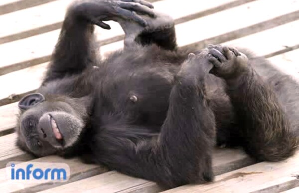 Chimp Alcoholics Lend Support to 'Drunken Monkey Hypothesis'