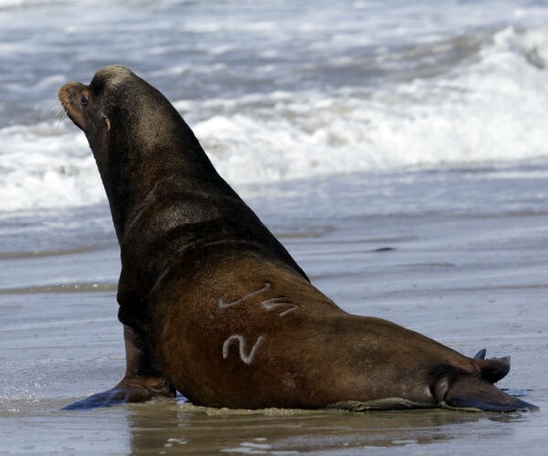 Sea Lions Gobbling Fragile Fish in US Northwest Survival war