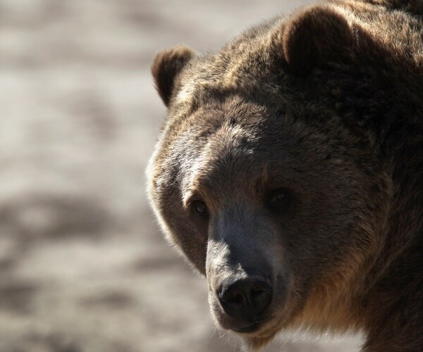 a grizzly bear