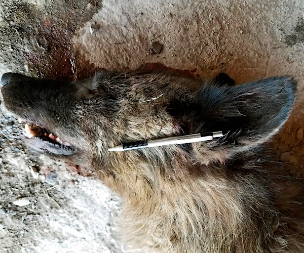 Montana 'Dogman' Is Merely an Ordinary Gray Wolf