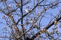 Japan’s Cherry Blossom Season Begins with First Flowering Confirmed in 3 Cities