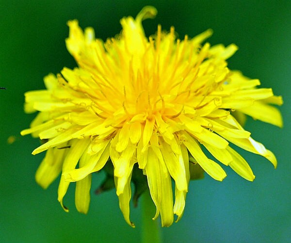a dandelion flower