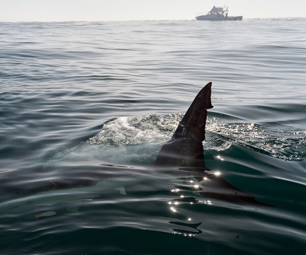 Father Rescues Daughter Bitten by Shark