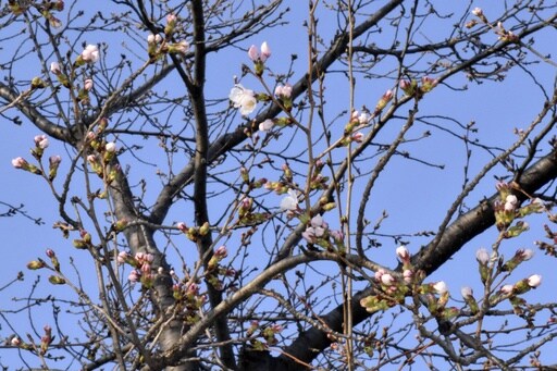 Japan's Cherry Blossom Season Begins with First Flowering Confirmed in 3 Cities