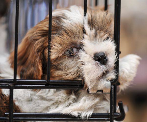 Shelter Sorts by Hogwarts Dogs Instead of Breeds