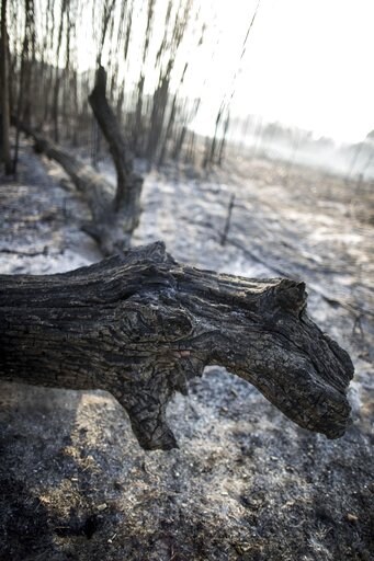 Croatia Battles Wildfire That Crossed Border from Montenegro