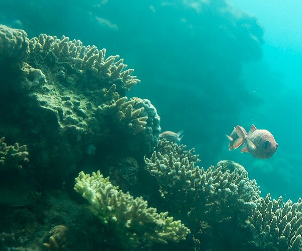 Deep-Sea Coral Reef Off South Carolina Coast Discovered