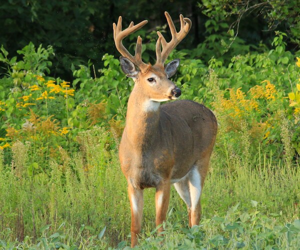 Deer Hugs Firefighter on Francois Lake Ferry in Canada