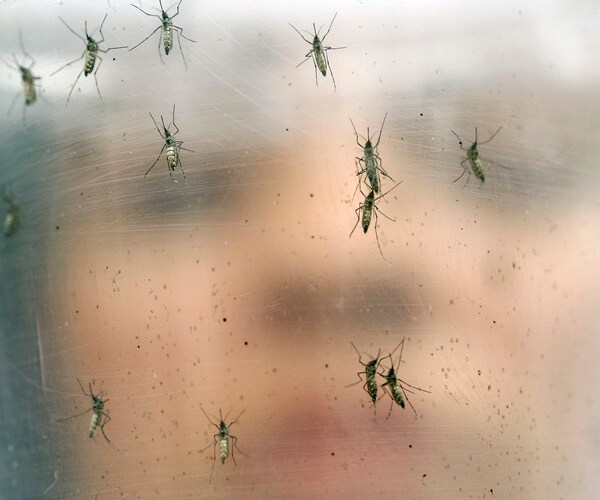 A New Epidemic? Mysterious Yellow Fever Outbreak Kills 25 in Brazil