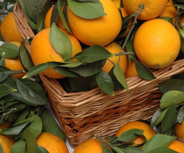 Florida Growers Group: USDA Is Wrong on Oranges and Hurricane Irma