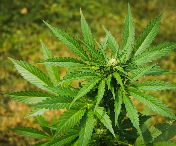 Ohio Sets November Vote on Legalizing Marijuana