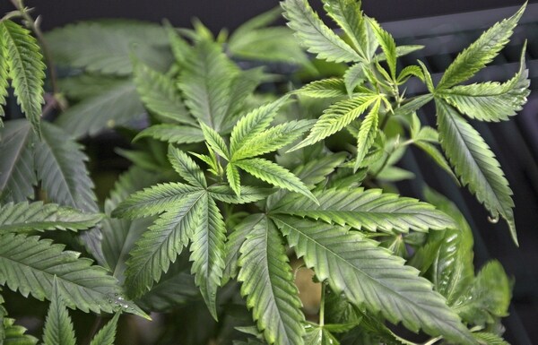 Study: Pot Cultivation Worsening California Drought