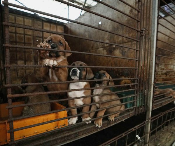 South Korea to Ban Eating Dogs