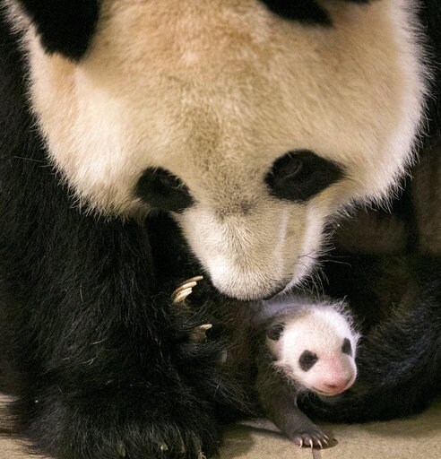 Panda Born in France Now a Month Old, Drinks without Bottle