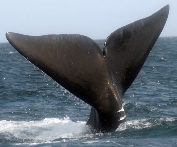North Atlantic Right Whales Spotted, No Calves Seen Yet