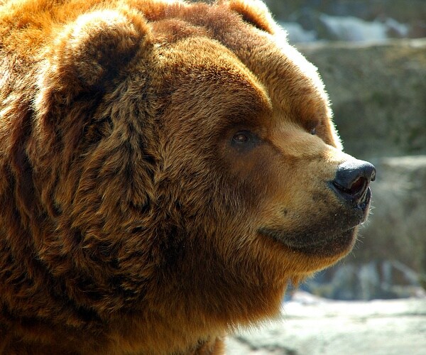 brown bear outside
