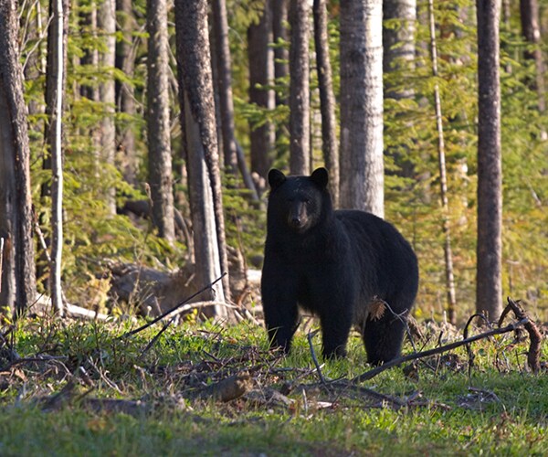Bear Steals Deer: Hunter Has to Give Up Kill to Hungry Sow