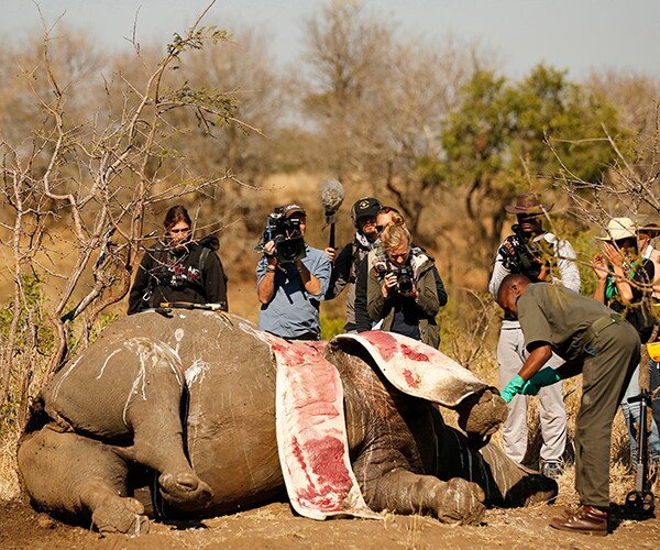 South Africa Counts Carcasses as Rhino Poaching Surges