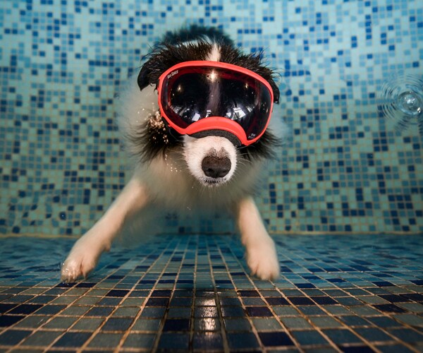 Border Collie Mansion: Owners Lavish Pets With Luxuries in China