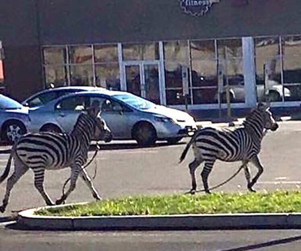 Zebras Escape Circus, Roam Philadelphia Streets
