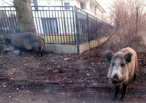 Deadly Swine Flu Outbreak Breaks out in Poland near Germany