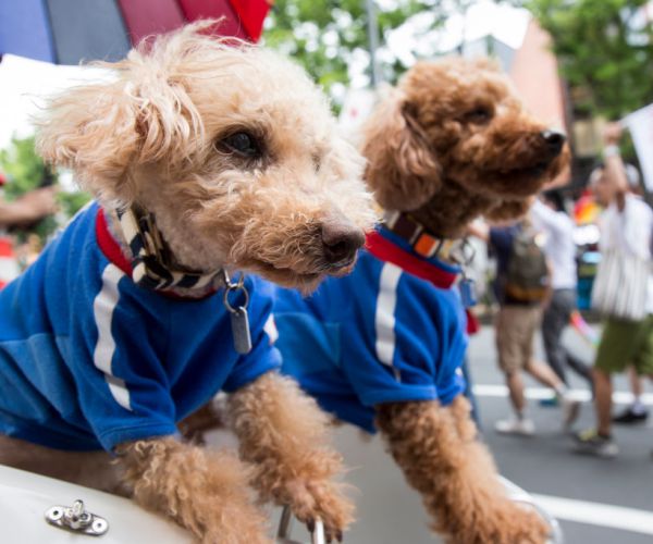 Household Products That Can Poison Your Pets