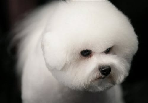 Bichons Frises Phil Waits for Competition