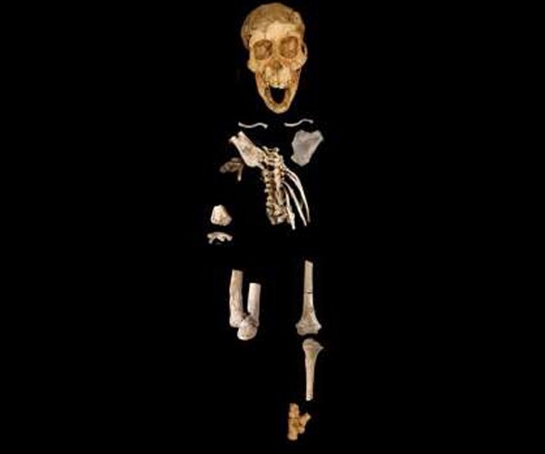 Ancient 3-Year-Old Was a Tree Climber, Fossils Suggest