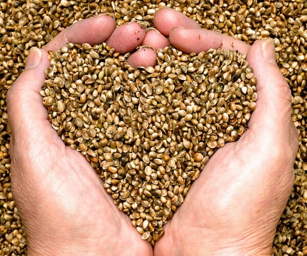 hands holding hemp seeds in shape of heart