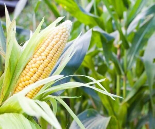 corn