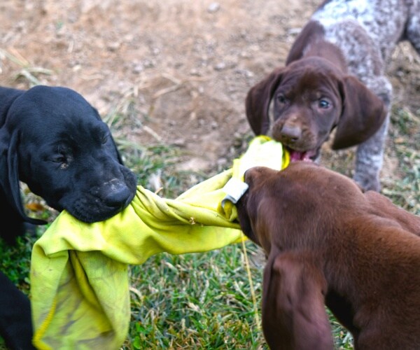 three dogs playing, biting a towel together