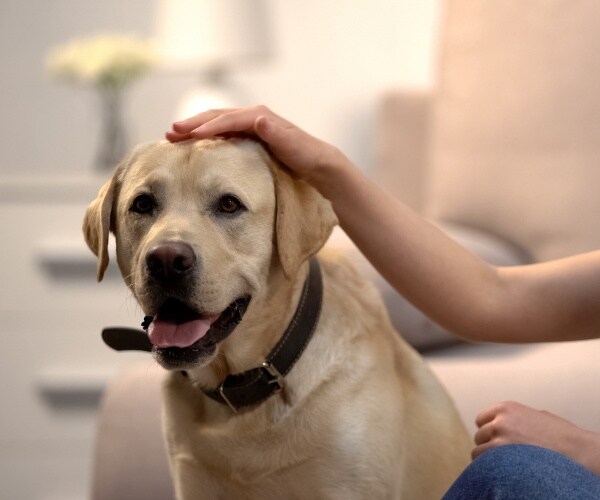 woman petting a labrador retriever dog indoors