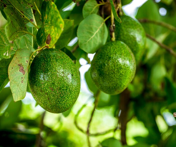 Super Bowl Plans Spur Record Avocado Imports by US From Mexico